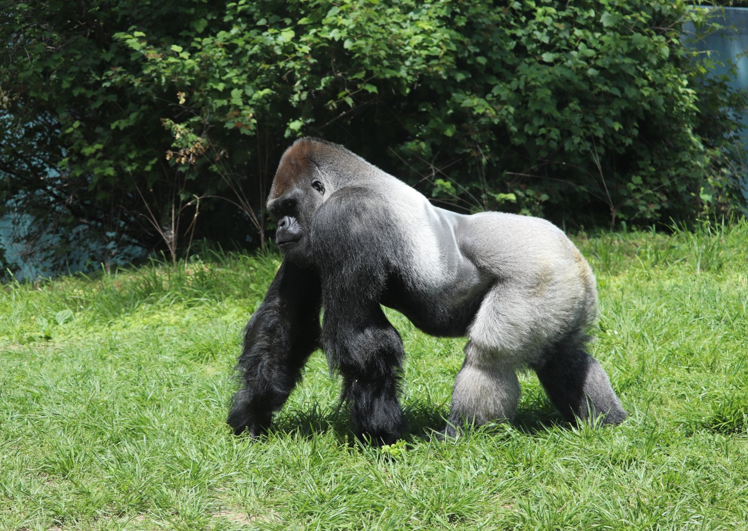 Gorilla Forest - Western Lowland Gorilla