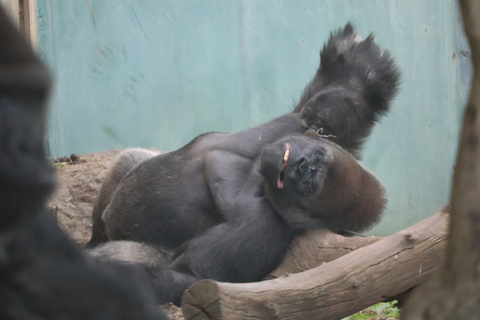 Gorilla Forest - Western Lowland Gorillas