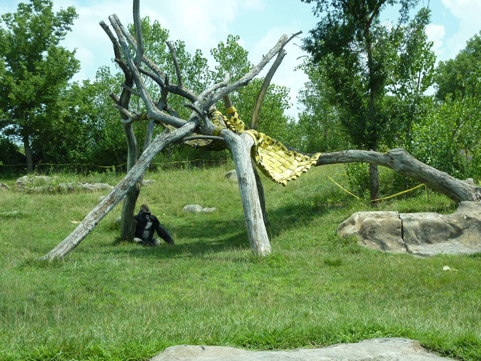 Gorilla Forest