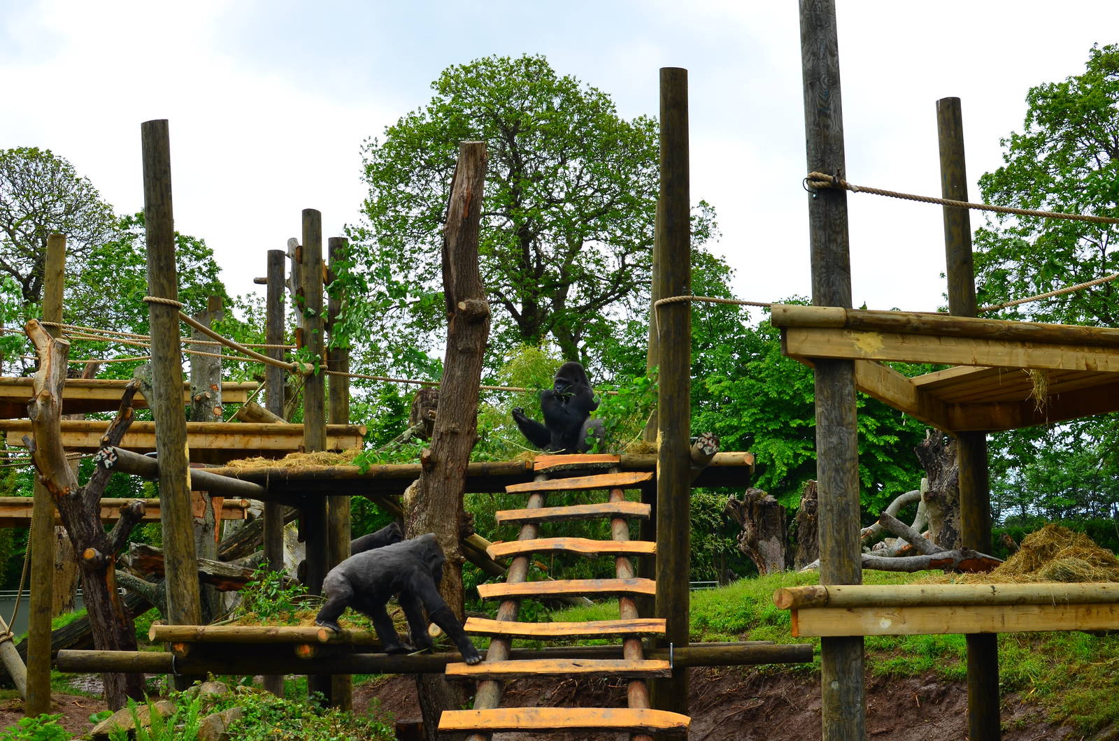 Gorilla frame finished