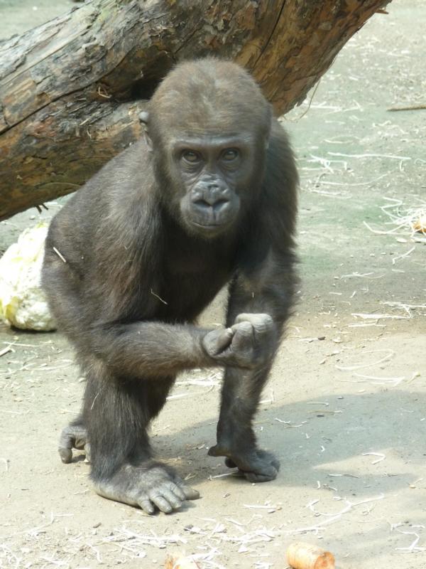 Gorilla Fritz