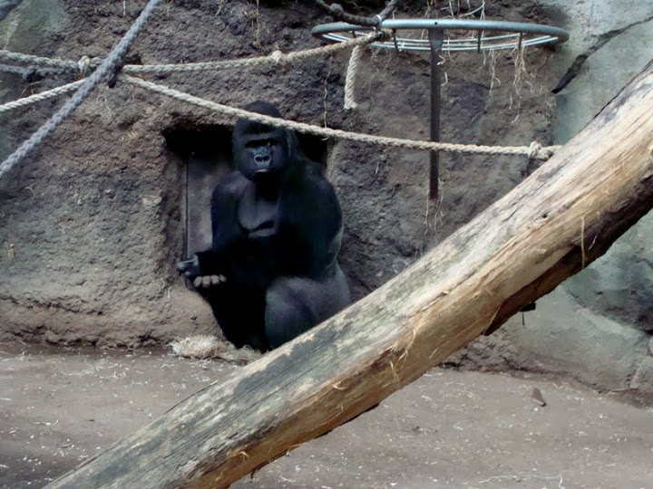 Gorilla g.gorilla
