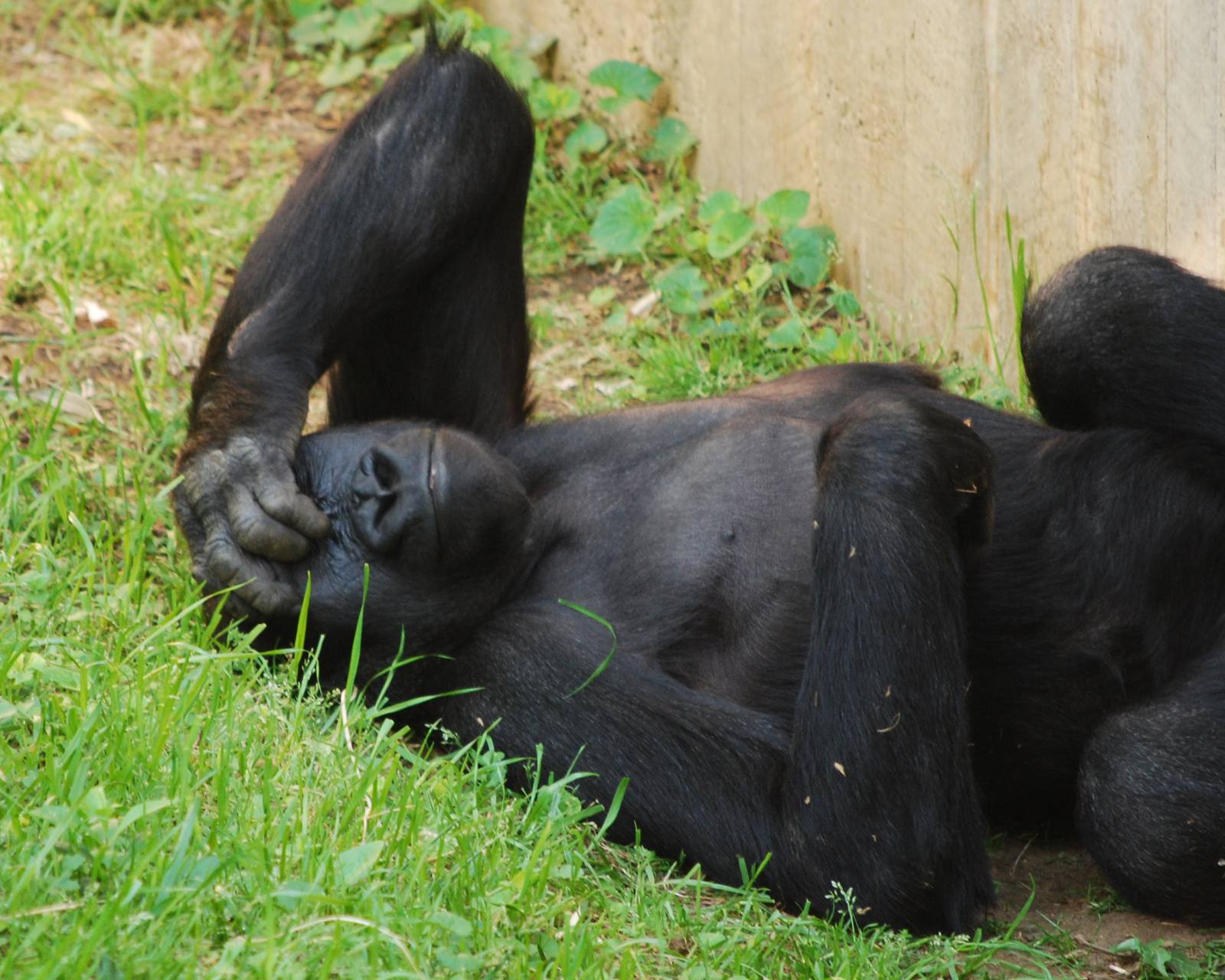 Gorilla gets headache just thinking about summer crowds