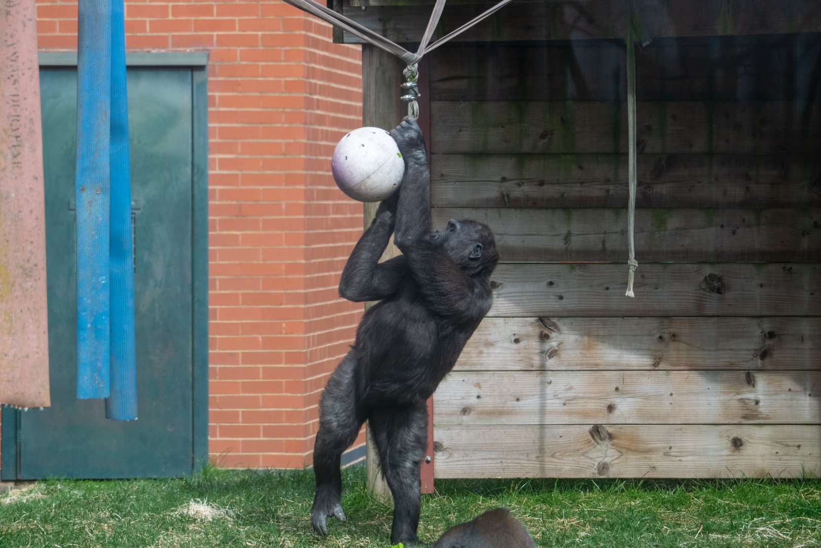 Gorilla getting food out of a hanging ball.