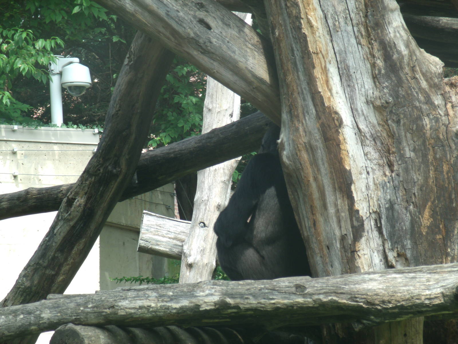 Gorilla giving me the cold shoulder