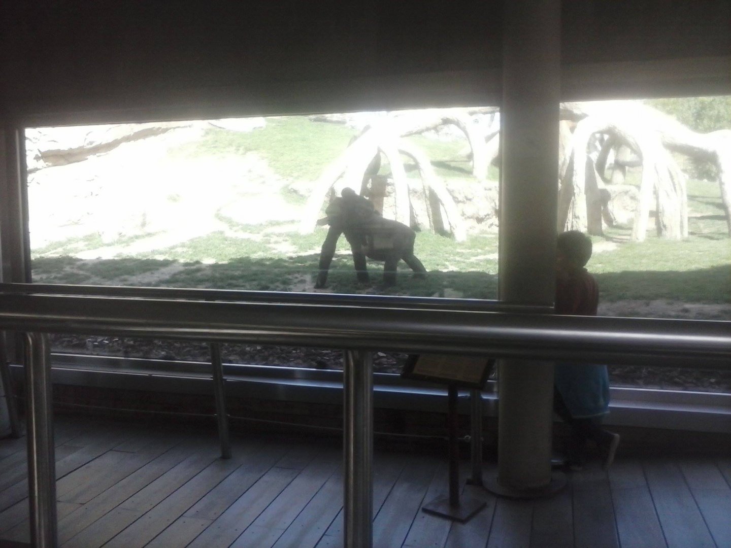 Gorilla glass-viewing