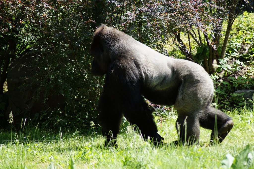 Gorilla gorill gorilla