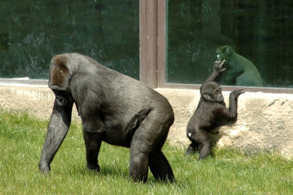 Gorilla gorilla gorilla & Cercopithecus nictitans nictitans