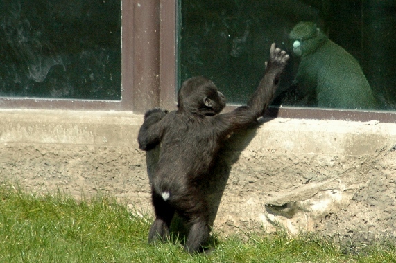 Gorilla gorilla gorilla & Cercopithecus nictitans nictitans