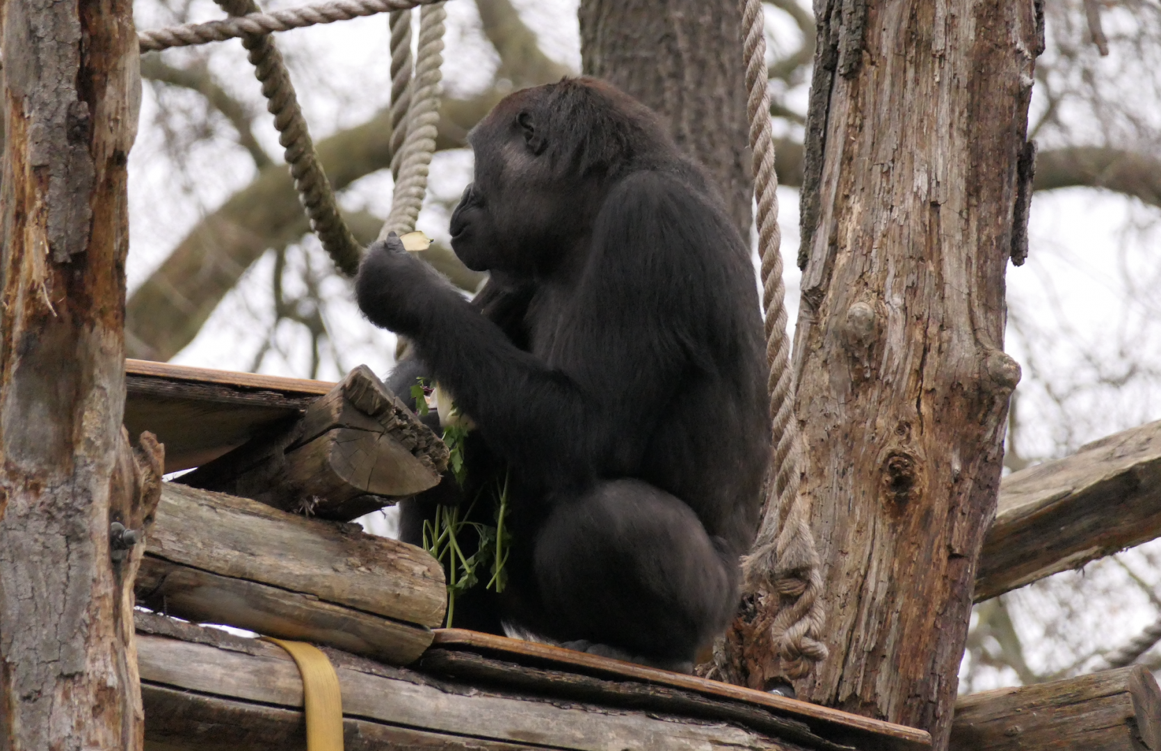 Gorilla gorilla gorilla, Feb 2024