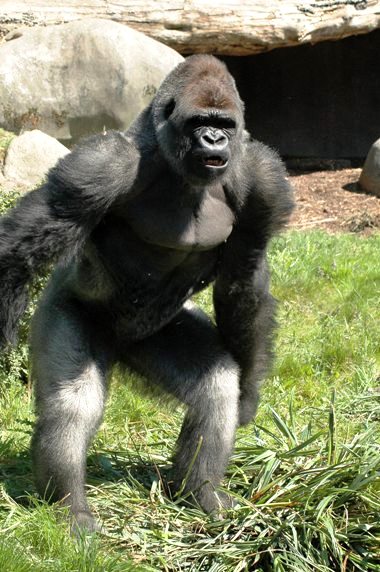 Gorilla gorilla gorilla - Gorilla (Blijdorp, Rotterdam zoo)