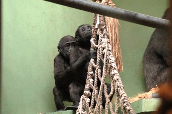 Gorilla gorilla gorilla - Gorilla (Blijdorp, Rotterdam zoo)