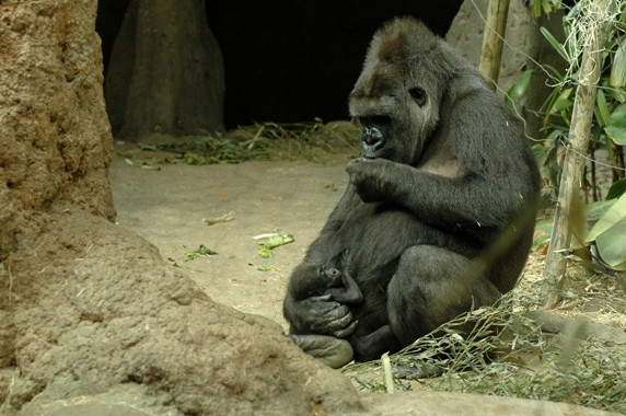 Gorilla gorilla gorilla - Gorilla (Zoo aquarium Madrid)