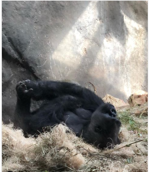 Gorilla gorilla gorilla - Nadaya