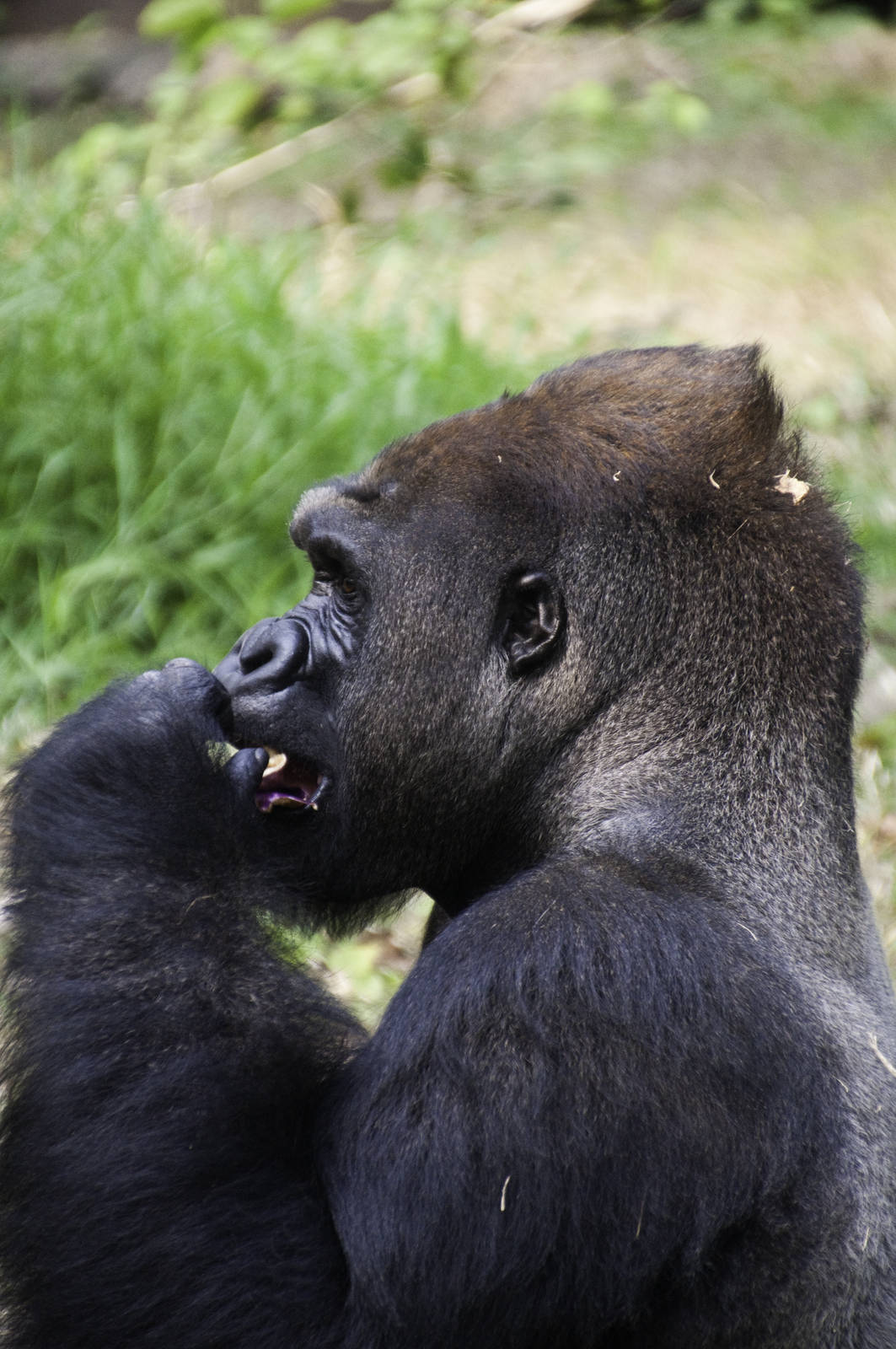 Gorilla - Gorilla gorilla - Ragunan Zoo 2012