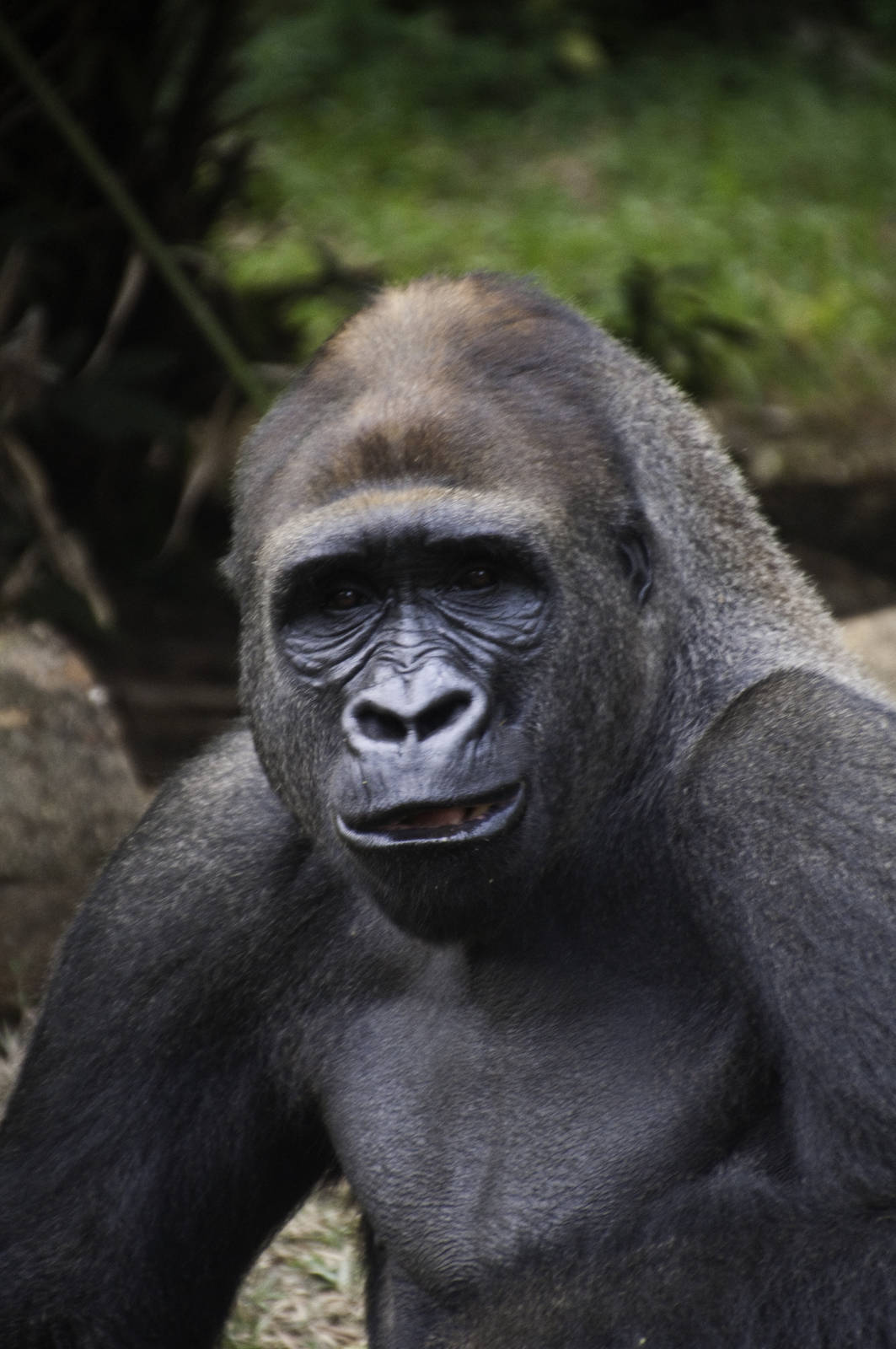 Gorilla - Gorilla gorilla - Ragunan Zoo 2012