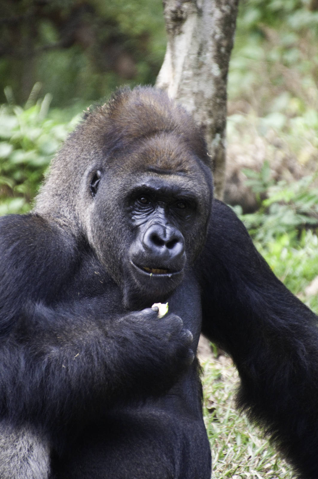 Gorilla - Gorilla gorilla - Ragunan Zoo 2012