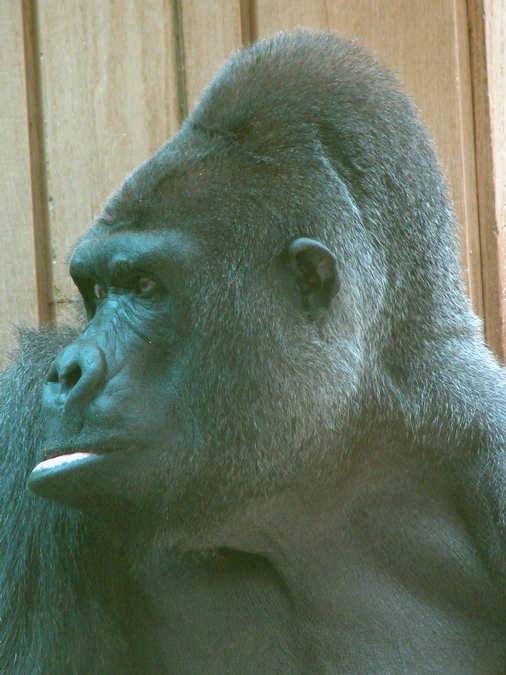 Gorilla gorilla gorilla / Western gorilla (male Kumba ISB-629)