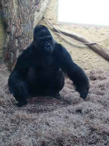Gorilla gorilla gorilla