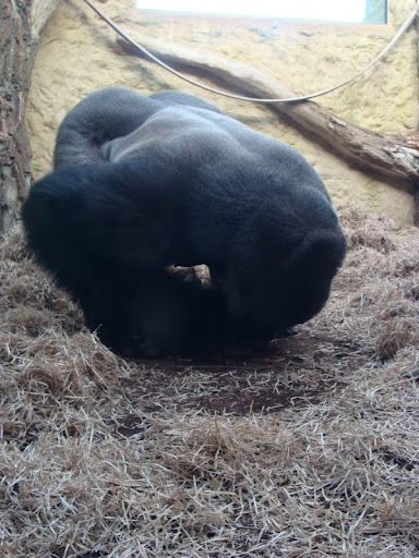 Gorilla gorilla gorilla