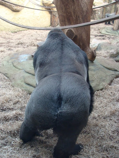 Gorilla gorilla gorilla