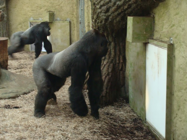 Gorilla gorilla gorilla