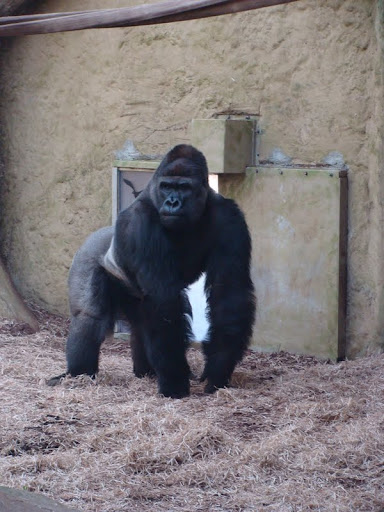 Gorilla gorilla gorilla
