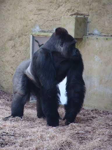 Gorilla gorilla gorilla