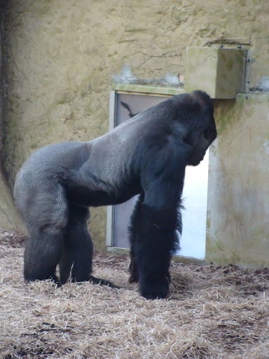 Gorilla gorilla gorilla