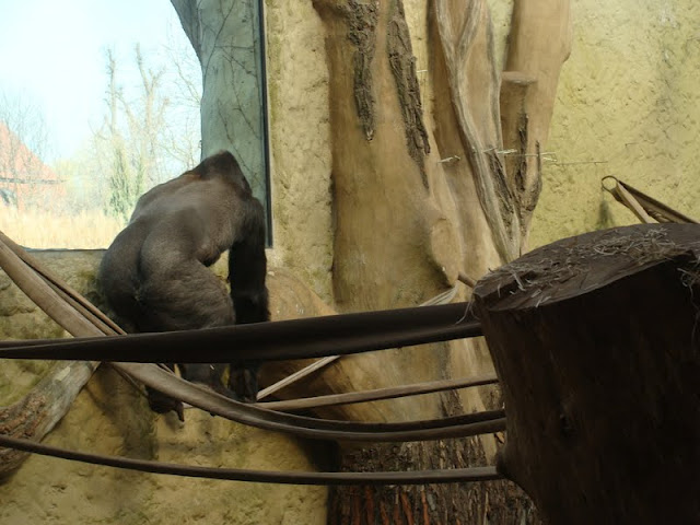 Gorilla gorilla gorilla