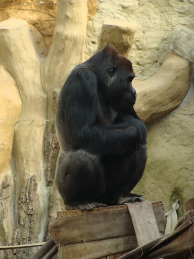 Gorilla gorilla gorilla