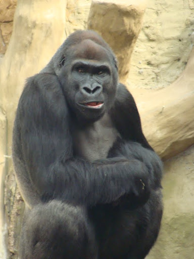 Gorilla gorilla gorilla