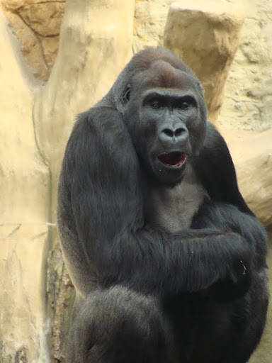 Gorilla gorilla gorilla