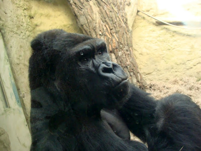 Gorilla gorilla gorilla