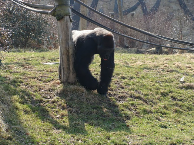 Gorilla gorilla gorilla