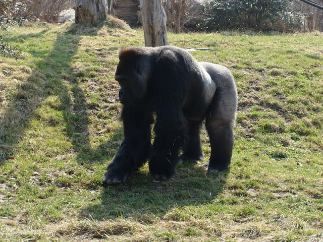 Gorilla gorilla gorilla