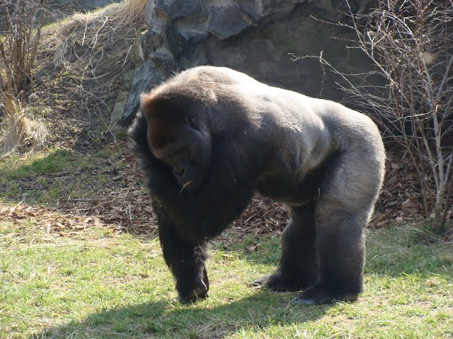 Gorilla gorilla gorilla