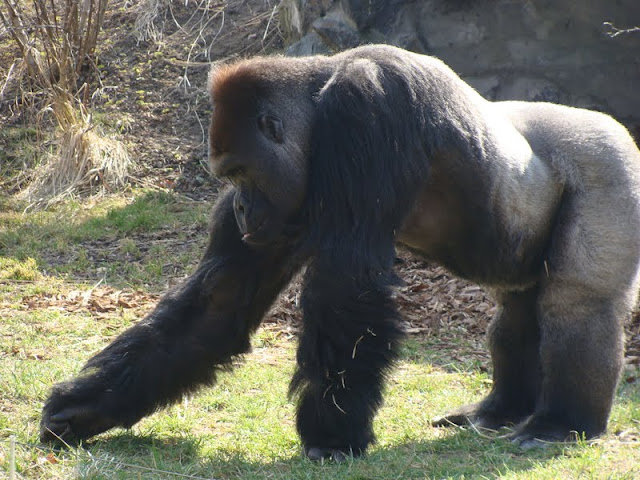 Gorilla gorilla gorilla