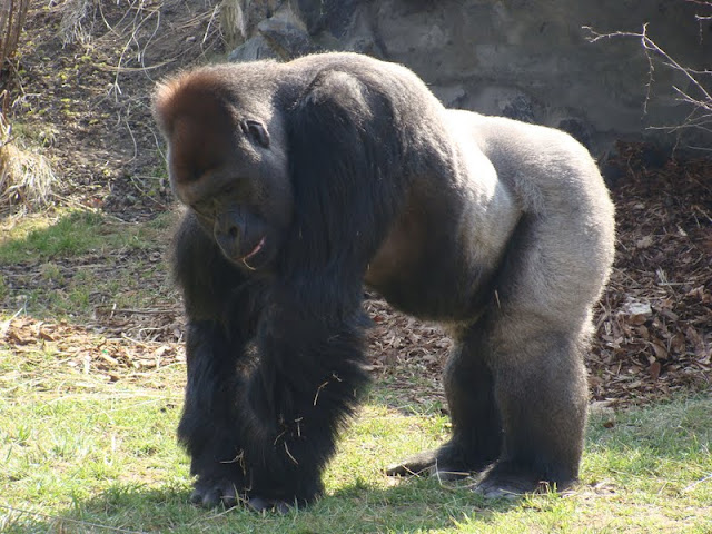 Gorilla gorilla gorilla