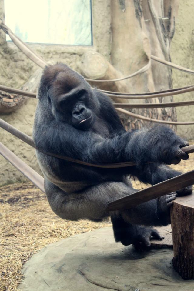 Gorilla gorilla gorilla