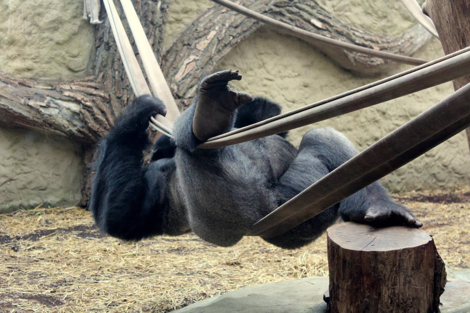 Gorilla gorilla gorilla