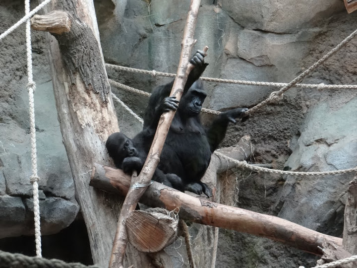 Gorilla gorilla gorilla