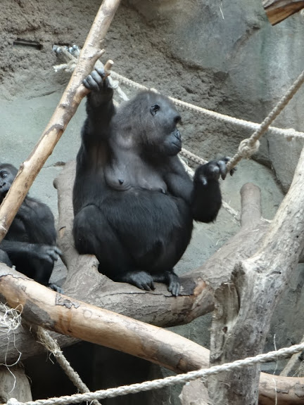 Gorilla gorilla gorilla