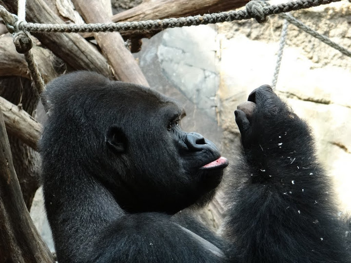 Gorilla gorilla gorilla