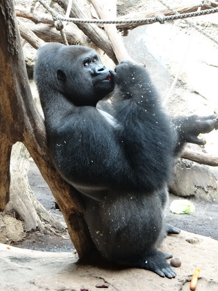 Gorilla gorilla gorilla