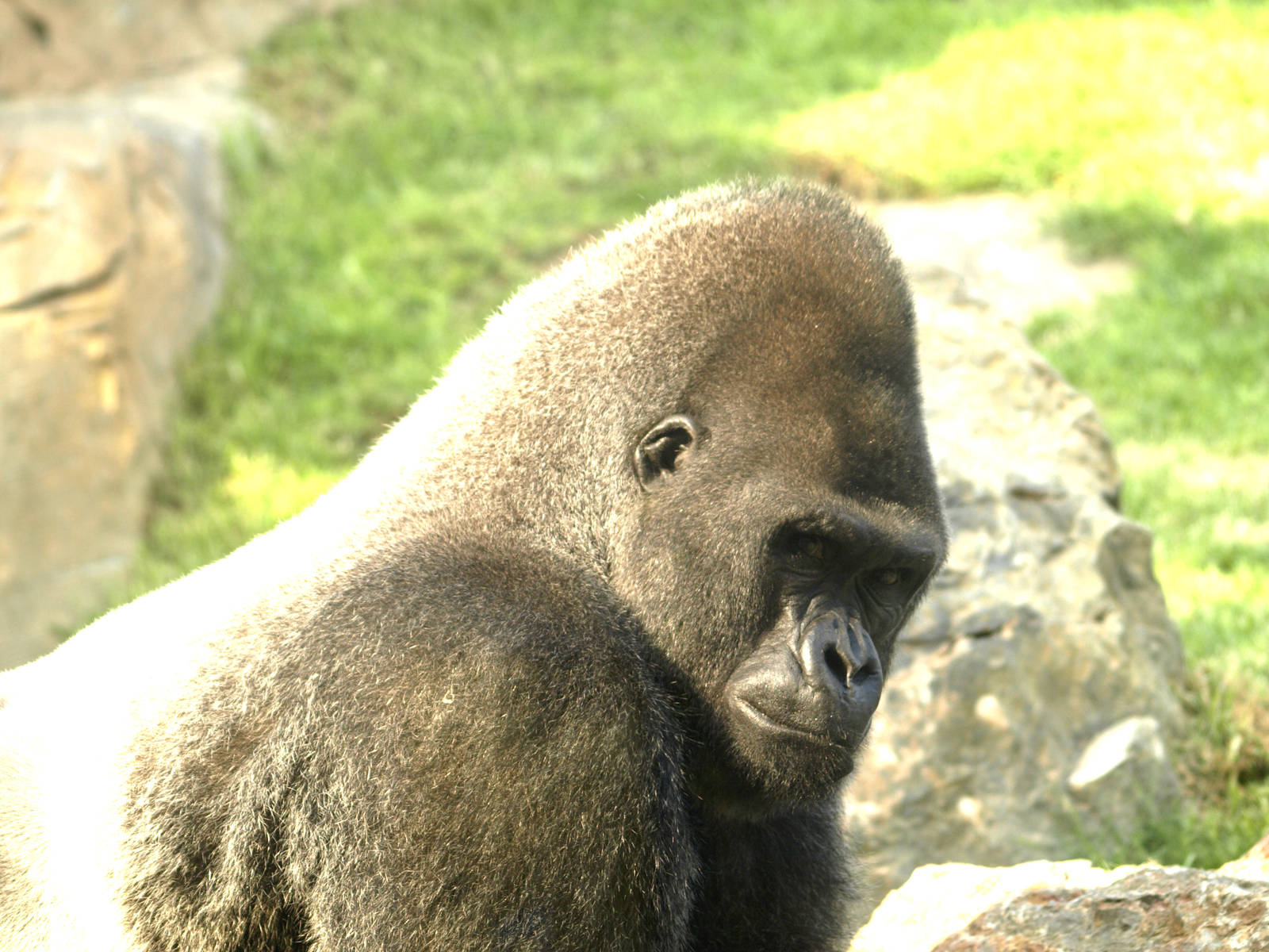 Gorilla gorilla gorilla