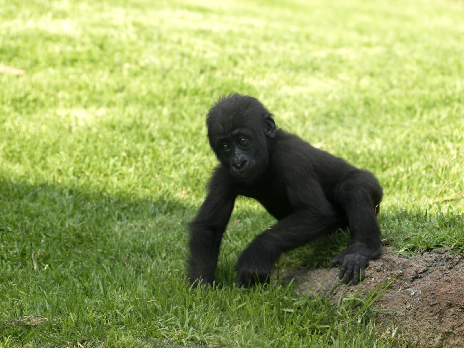 Gorilla gorilla gorilla