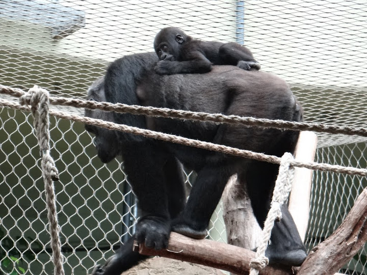 Gorilla gorilla gorilla