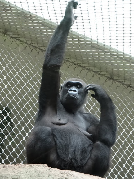 Gorilla gorilla gorilla