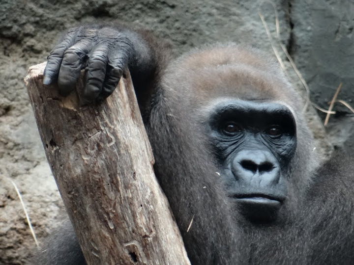 Gorilla gorilla gorilla